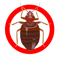 Bed Bugs