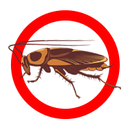 Roaches