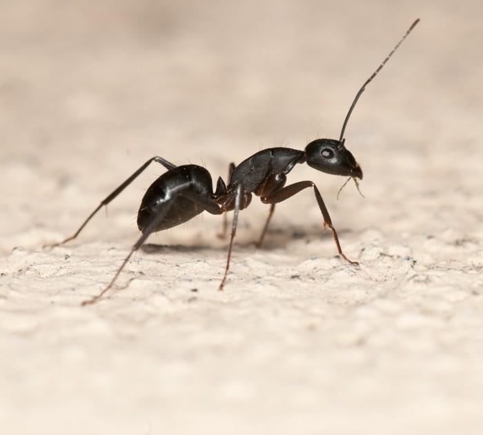 Ant Infestation Miami, FL