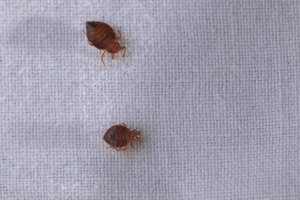 Bed Bugs in Miami, FL