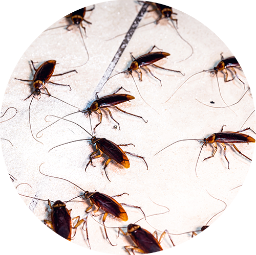 Cockroaches Cockroaches