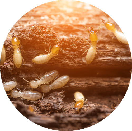 Bed Bugs Bed Bugs